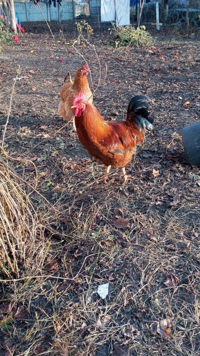 Vând cocosi de țară