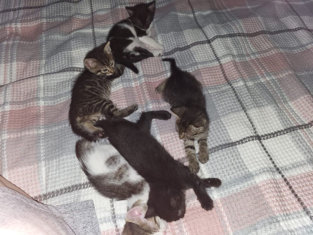 Dau pisicute spre adoptie