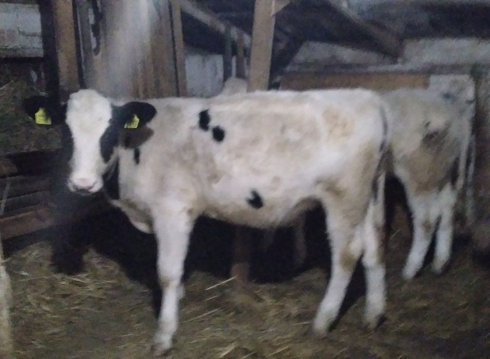 Vițea bună de Vînzare