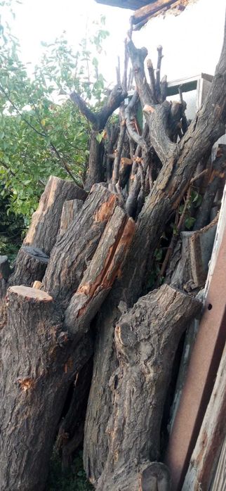 Сухие дрова для бани