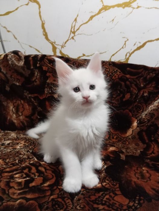 Котята Мейн Кун ( питомник)