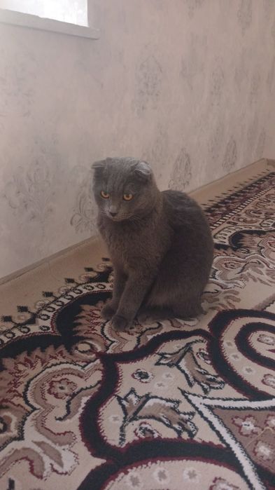 Scottish Fold mushuk
