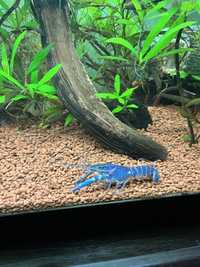 Cherax quadricarinatus blue