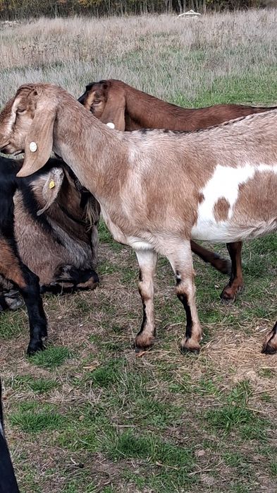 Vând capre Anglo Nubiene cu Pedigree