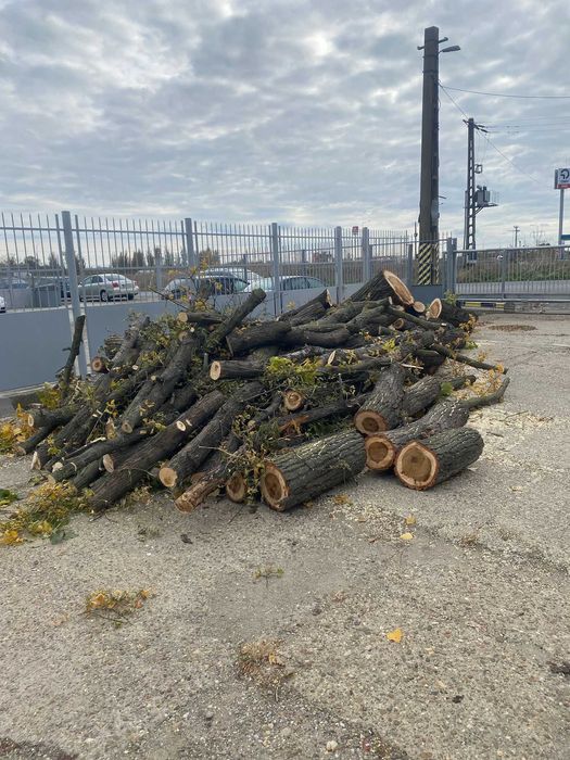 vand lemne de foc plop