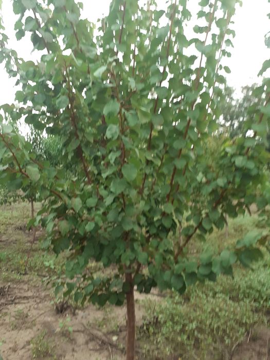 Super Oferta Pomi mari mar an 4-5