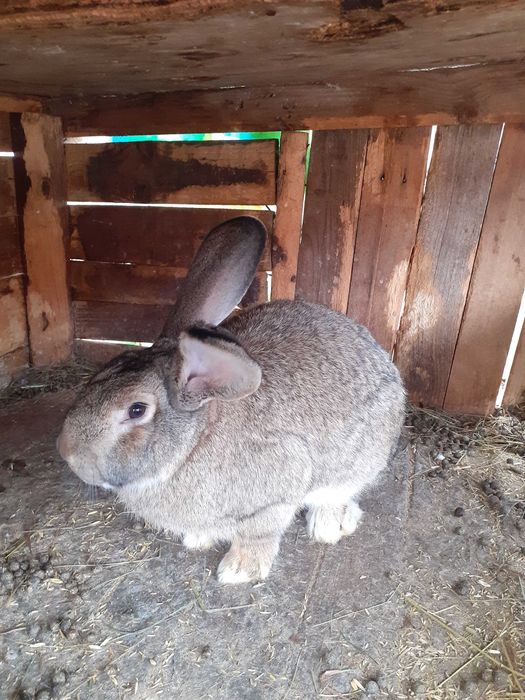 Мъжки млади зайци