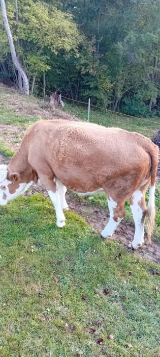 Vând junincă bălțată de 2 ani, gestantă de 4 luni