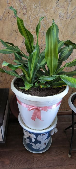 Цветы,Пальмы,с бонусом.