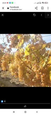 Struguri pentru vin producție 2023 cea mai buna calitate