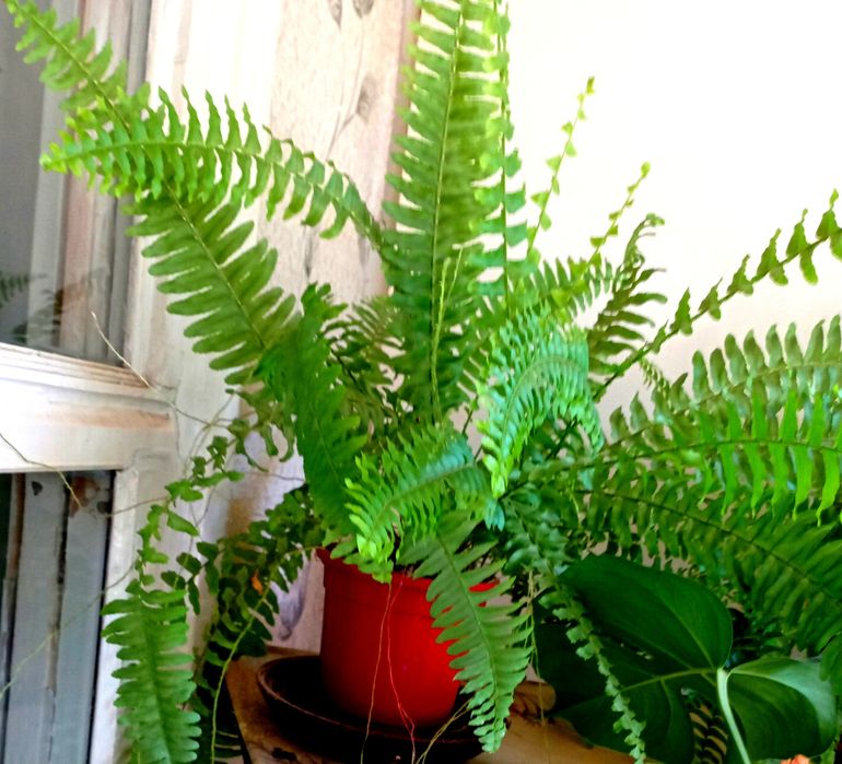 Продам комнатные цветы папоротники, эписции, монстеры, филодендрон