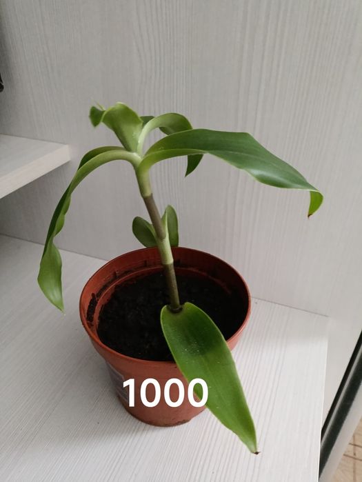 Продам комнатные цветы золотой ус