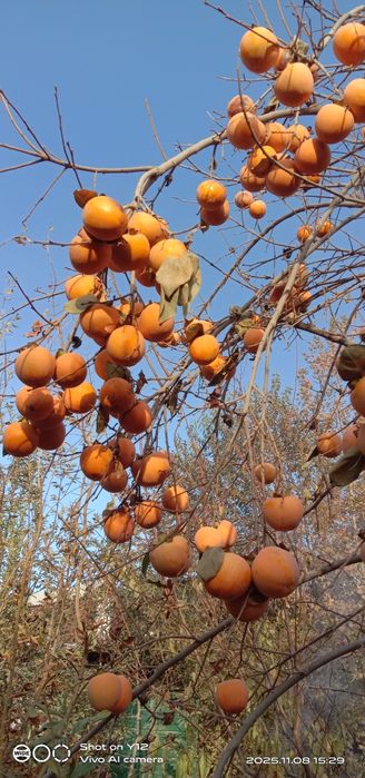 Продается хурма. Оптом. Свой огород.