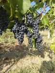 Struguri pentru vin - Feteasca Neagra