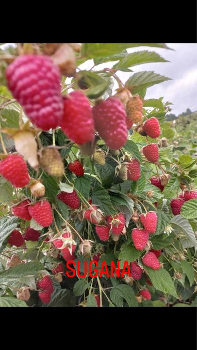 Butasi zmeura diferite soiuri.