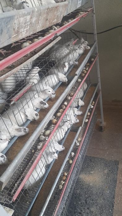 Micro ferma prepelite