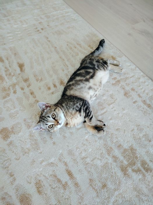 Котенок 3 месяца шотланка