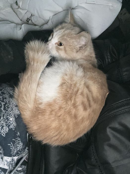 Котенка девушка,маленькая ласковая