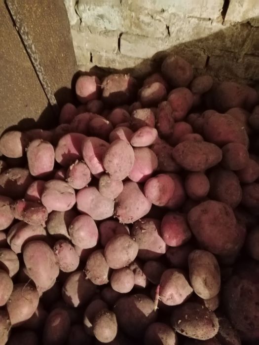 Продам домашнию картошку