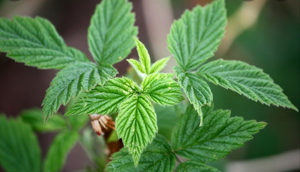 Листья малины сушеные и свежие