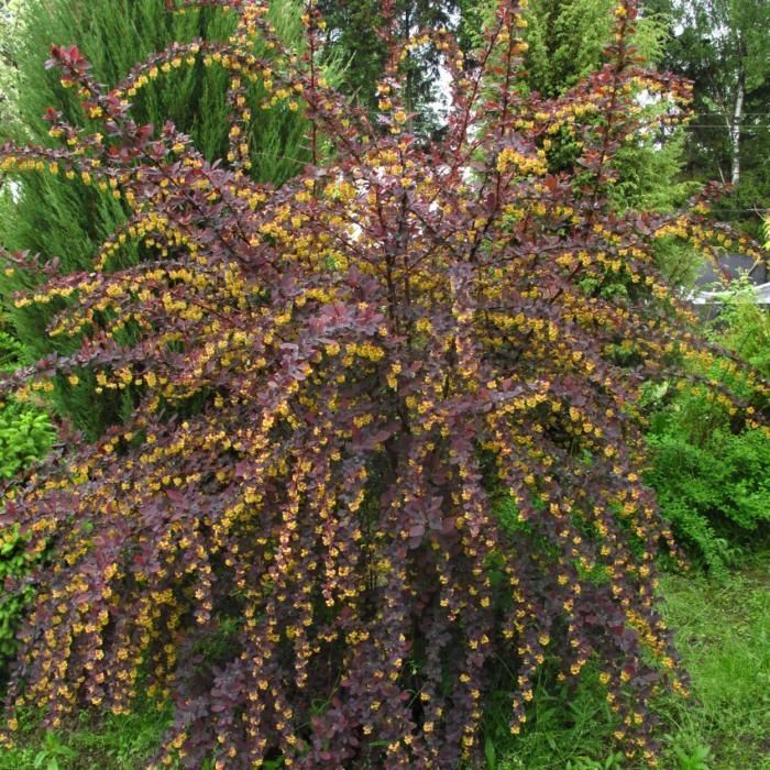 Pentru gard viu si solitar - berberis ottawensis superba