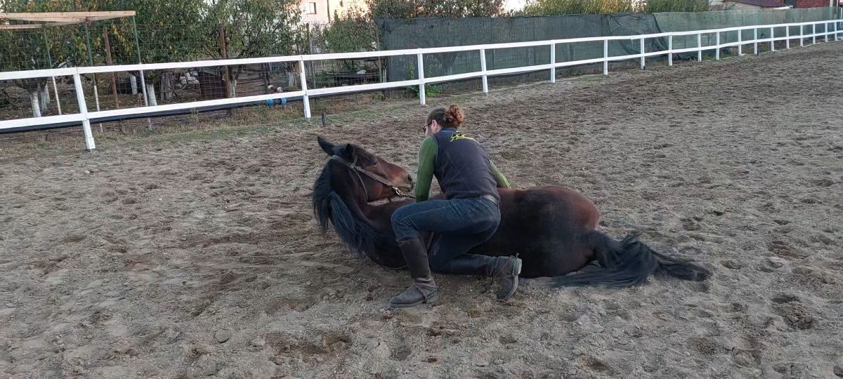 Vand 2 cai pt film dar și echitatie