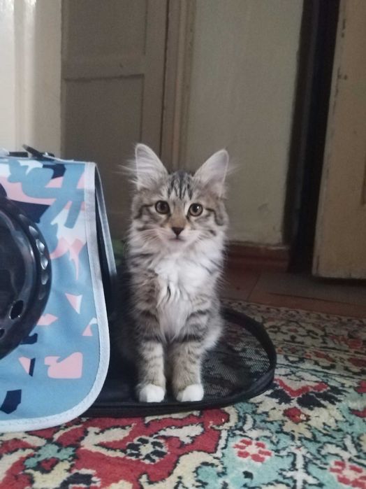 Котенок 3 месяца, девочка. Отдам ответственным людям