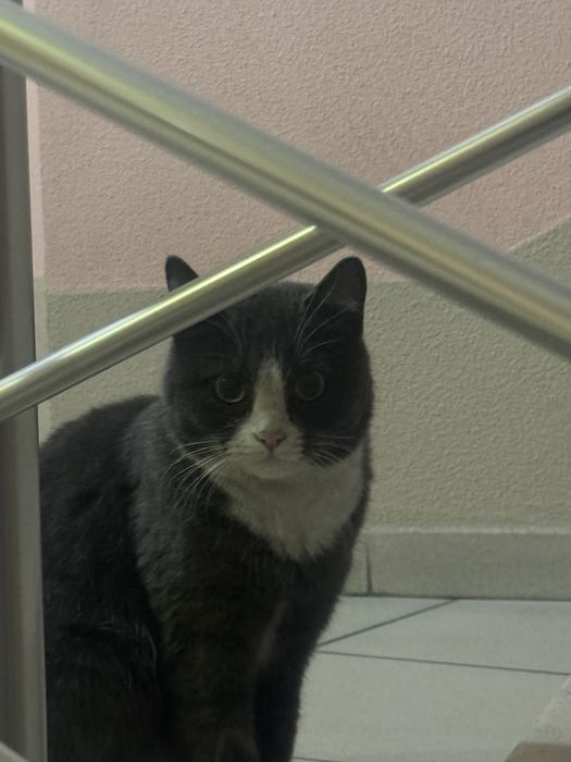 Нашли кошку серую с белым