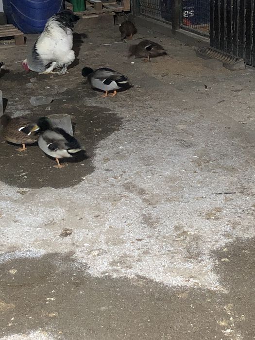 Rate  Salbatice Pitesti