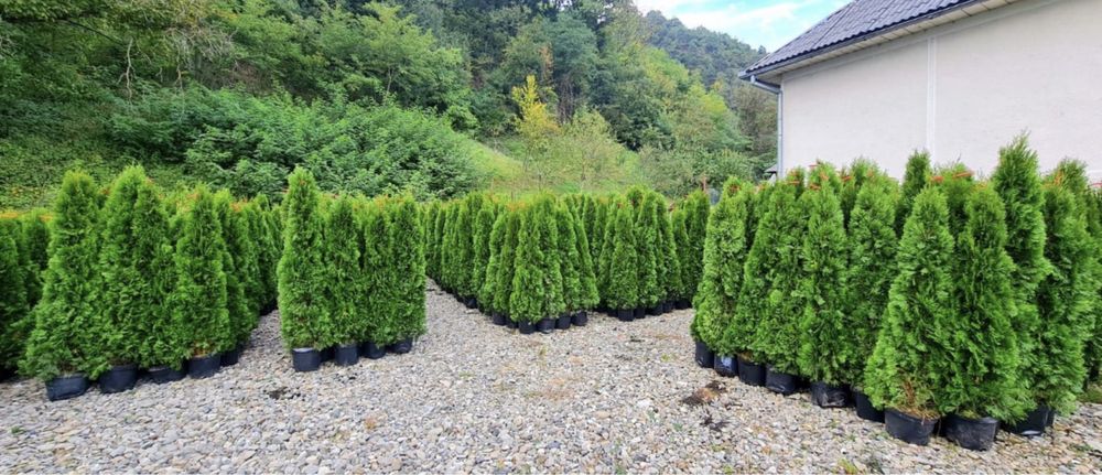 Amenajari gradini cu plante de toate speciile