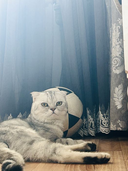 Опытный кот готов для вязки