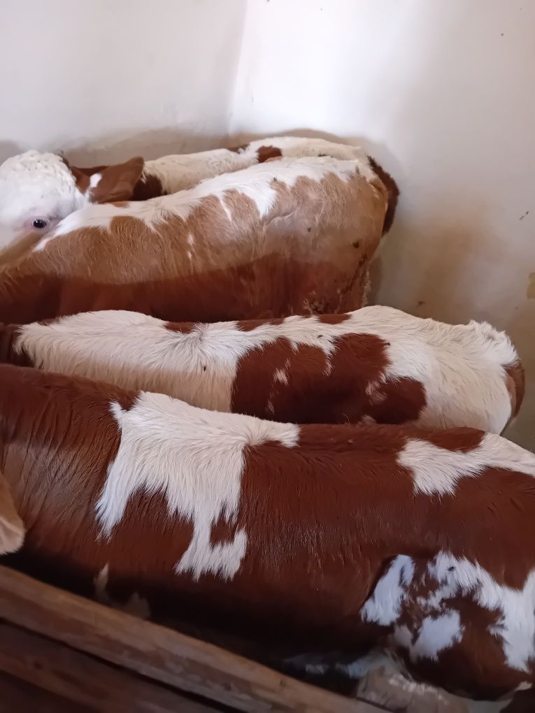 Taurasi și vitele baltati