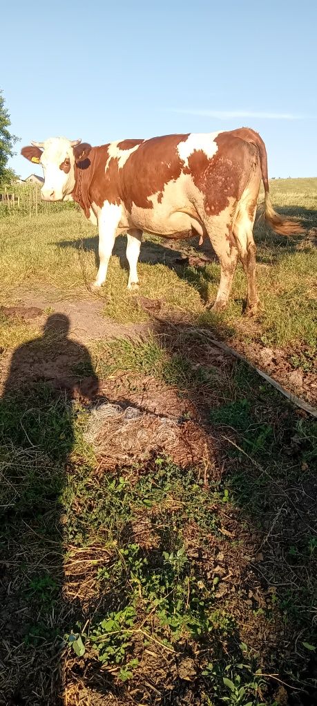 Vacă gestanta 9 luni