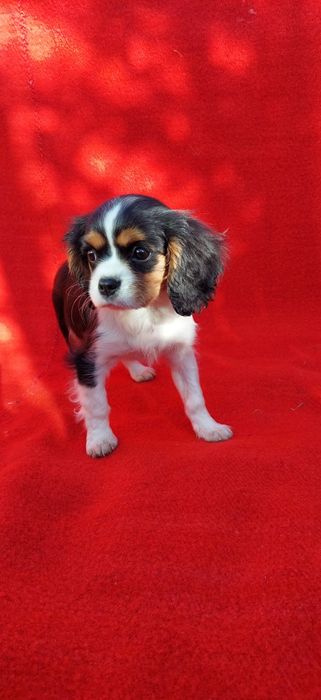 Кавалер кинг чарлз шпаньол.