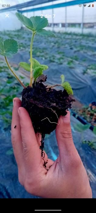 Vând stoloni de capsuni