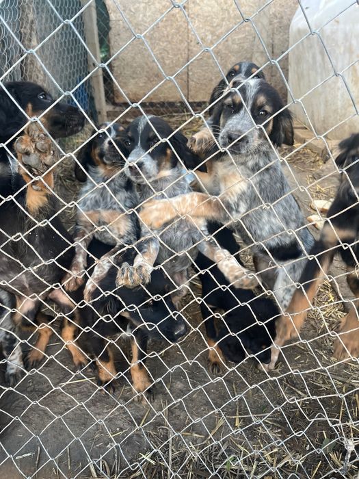 ПОДАРЯВАМ  малки кученца Епаньол Бретон