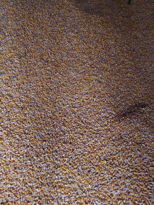 Vând porumb uscat recolta 2025