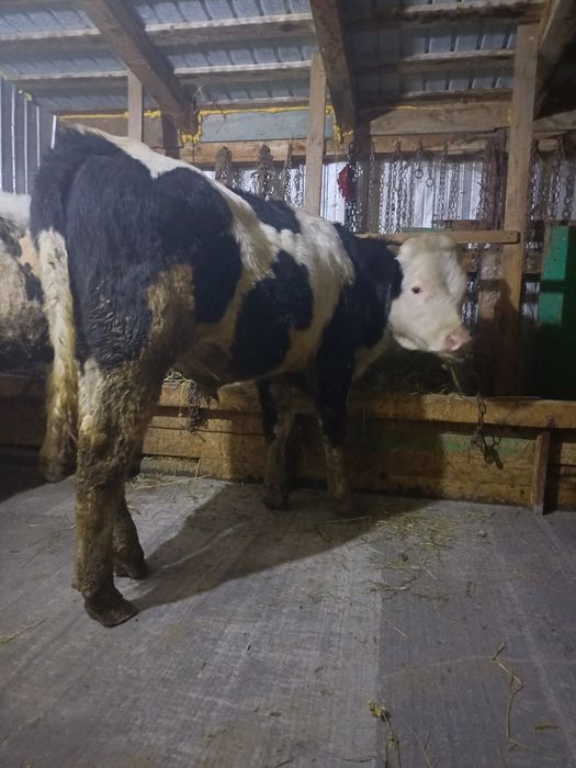 2 vițeii unul de 5 luni si unul de 6