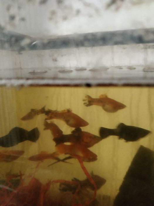 Большие беременные самки