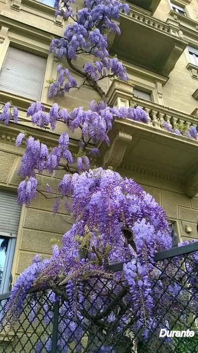 Transformă-ți grădina într-o oază de eleganță cu glicina (wisteria)!