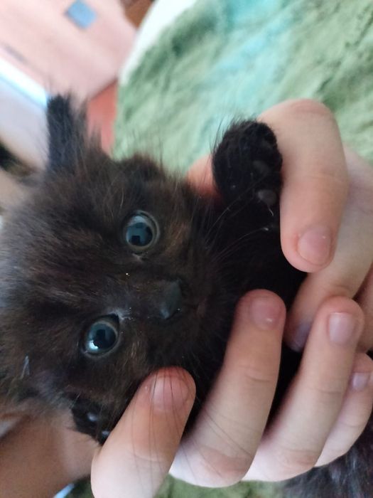 Отдам умную  кошечку