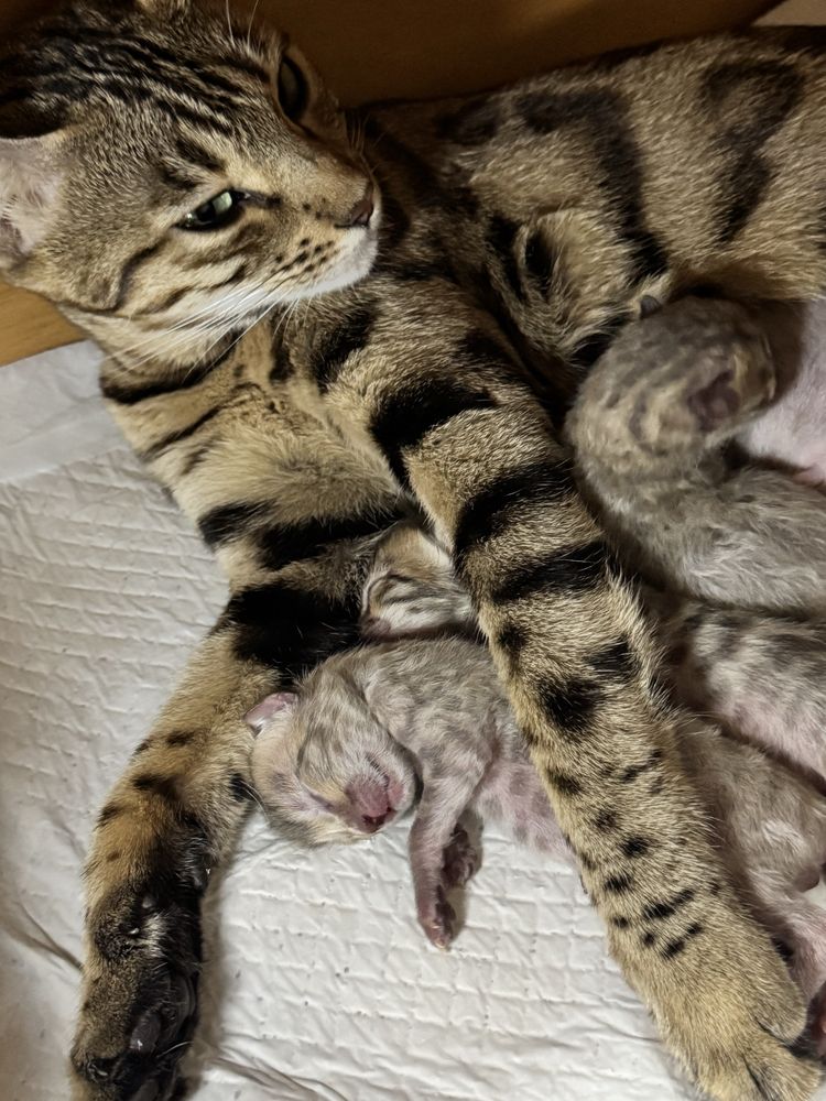 Продаются котята Бенгаль