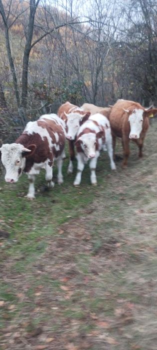 Vând juninci și 2 tăurași