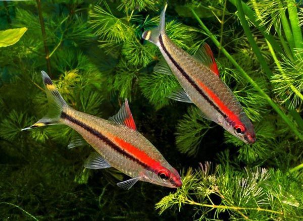 Продам барбусов динисонов.