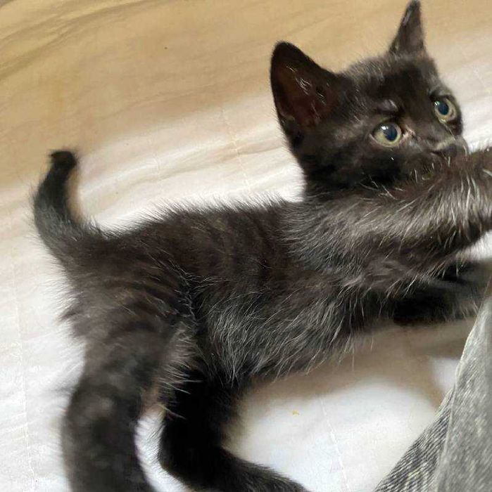 Подарявам домашно мъжко черно коте Ozzy