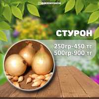 Лук Севок Стурон (2 категории) 250гр, 500гр, 25кг (мешок)