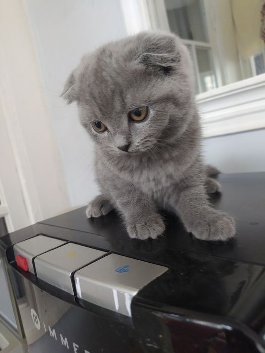 Продаётся породистые котята цена 100$