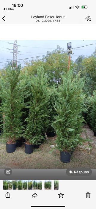 Leylandii chiparos