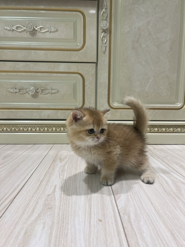Britan zolotoy shinshilla