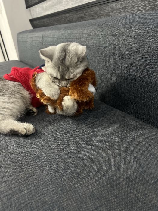 Ismi  dudu soglom kafolatlangan